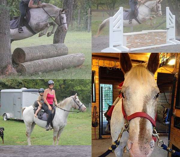Ponies for Sale in Pennsylvania PA Short Stirrup Pony Club Eventing Dressage Pony For Sale PA NJ